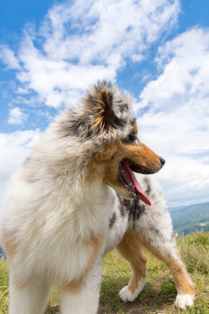 blue merle Australian shepherd puppy dog on the meadow of the meadow of daffodils in Liguria in Italyの写真素材