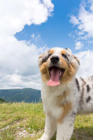 blue merle Australian shepherd puppy dog on the meadow of the meadow of daffodils in Liguria in Italyの写真素材