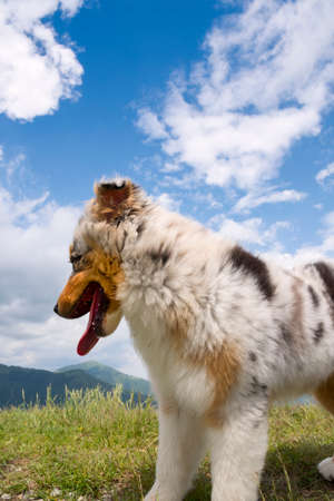 blue merle Australian shepherd puppy dog on the meadow of the meadow of daffodils in Liguria in Italyの写真素材