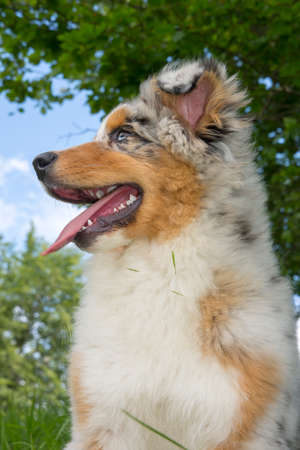 blue merle Australian shepherd puppy dog on the meadow of the meadow of daffodils in Liguria in Italyの写真素材