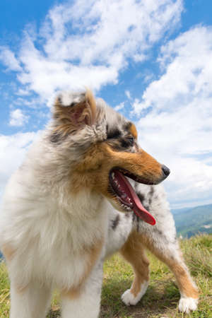 blue merle Australian shepherd puppy dog on the meadow of the meadow of daffodils in Liguria in Italyの写真素材