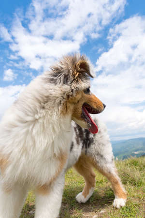 blue merle Australian shepherd puppy dog on the meadow of the meadow of daffodils in Liguria in Italyの写真素材