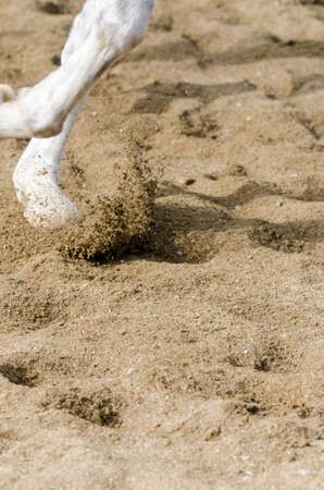 horse hoof that bars on the sandy ground in italyの写真素材