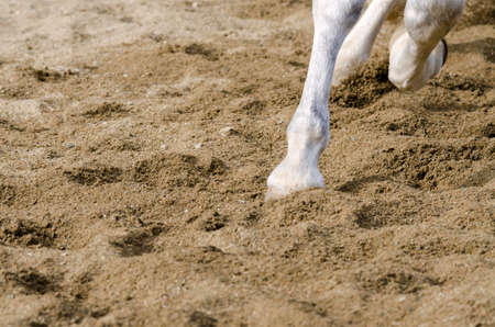horse hoof that bars on the sandy ground in italyの写真素材