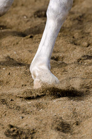horse hoof that bars on the sandy ground in italyの写真素材