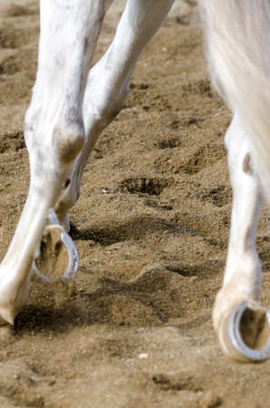 horse hoof that bars on the sandy ground in italyの写真素材