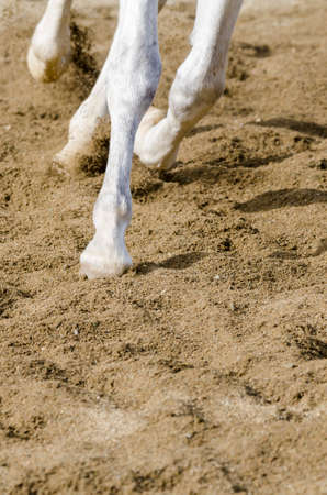 horse hoof that bars on the sandy ground in italyの写真素材