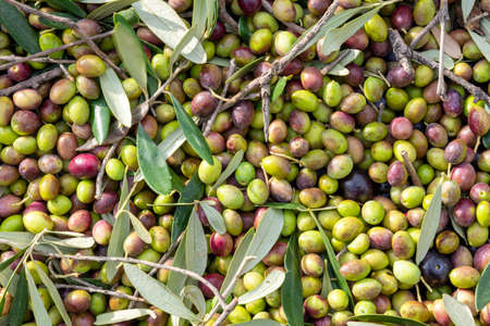 hands that collect and clean the olives during olive harvest with orange nets in Keratea in Greeceの写真素材
