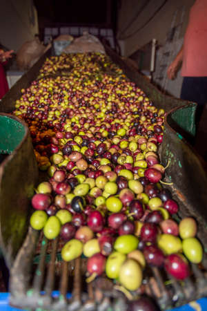 hands that collect and clean the olives during olive harvest with orange nets in Keratea in Greeceの写真素材