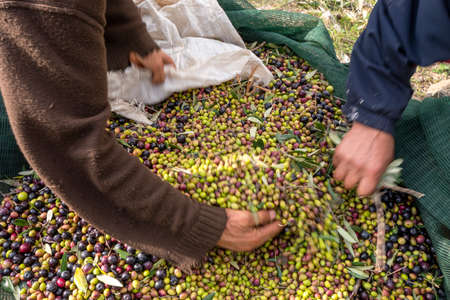 hands that collect and clean the olives during olive harvest with orange nets in Keratea in Greeceの写真素材