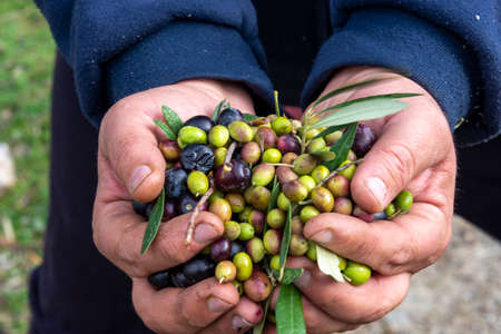 hands that collect and clean the olives during olive harvest with orange nets in Keratea in Greeceの写真素材