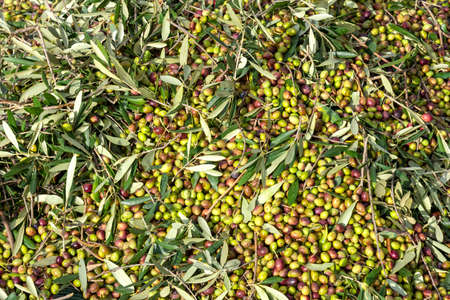 hands that collect and clean the olives during olive harvest with orange nets in Keratea in Greeceの写真素材