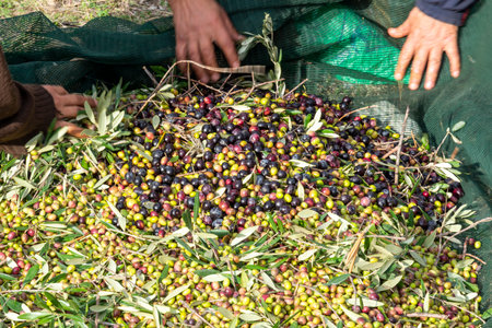 hands that collect and clean the olives during olive harvest with orange nets in Keratea in Greeceの写真素材