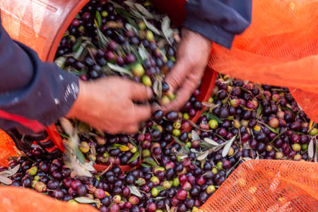 hands that collect and clean the olives during olive harvest with orange nets in Keratea in Greeceの写真素材