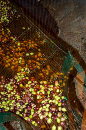 hands that collect and clean the olives during olive harvest with orange nets in Keratea in Greeceの写真素材