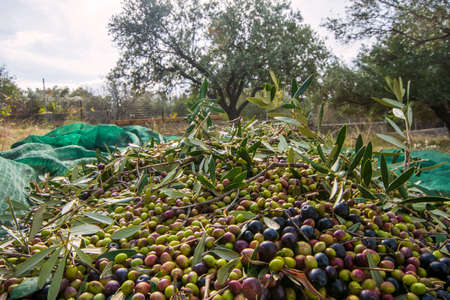 hands that collect and clean the olives during olive harvest with orange nets in Keratea in Greeceの写真素材
