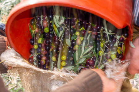 hands that collect and clean the olives during olive harvest with orange nets in Keratea in Greeceの写真素材