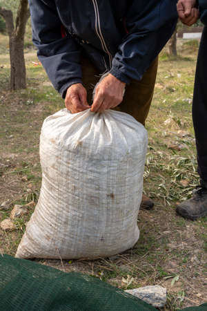 hands that collect and clean the olives during olive harvest with orange nets in Keratea in Greeceの写真素材