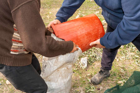 hands that collect and clean the olives during olive harvest with orange nets in Keratea in Greeceの写真素材