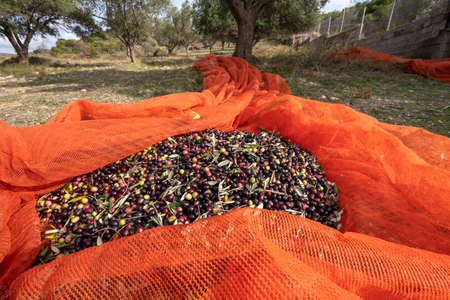 hands that collect and clean the olives during olive harvest with orange nets in Keratea in Greeceの写真素材