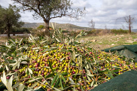 hands that collect and clean the olives during olive harvest with orange nets in Keratea in Greeceの写真素材