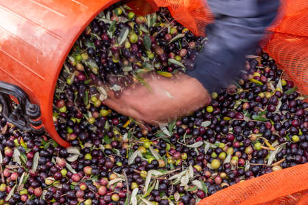hands that collect and clean the olives during olive harvest with orange nets in Keratea in Greeceの写真素材