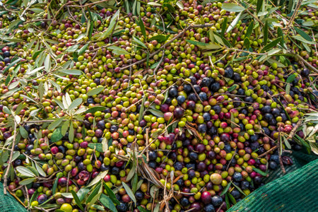 hands that collect and clean the olives during olive harvest with orange nets in Keratea in Greeceの写真素材