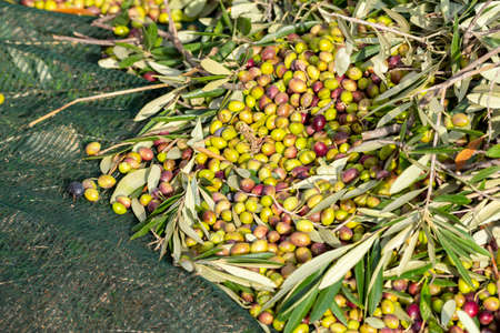 hands that collect and clean the olives during olive harvest with orange nets in Keratea in Greeceの写真素材