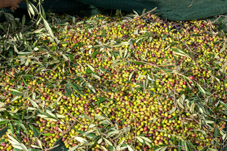 hands that collect and clean the olives during olive harvest with orange nets in Keratea in Greeceの写真素材