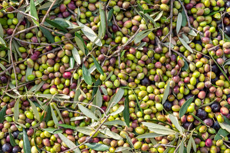 hands that collect and clean the olives during olive harvest with orange nets in Keratea in Greeceの写真素材