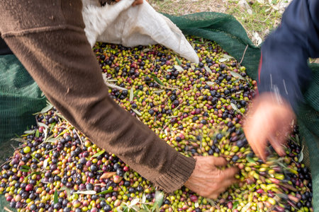 hands that collect and clean the olives during olive harvest with orange nets in Keratea in Greeceの写真素材