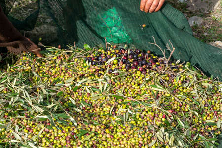 hands that collect and clean the olives during olive harvest with orange nets in Keratea in Greeceの写真素材