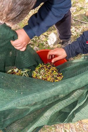 hands that collect and clean the olives during olive harvest with orange nets in Keratea in Greeceの写真素材