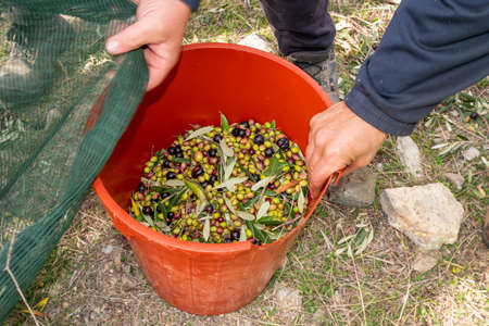 hands that collect and clean the olives during olive harvest with orange nets in Keratea in Greeceの写真素材