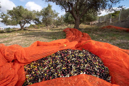 hands that collect and clean the olives during olive harvest with orange nets in Keratea in Greeceの写真素材