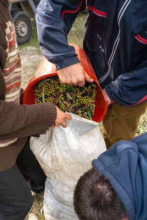 hands that collect and clean the olives during olive harvest with orange nets in Keratea in Greeceの写真素材