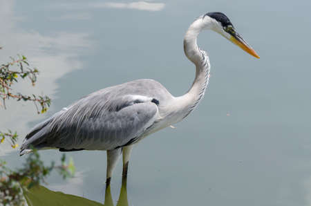 close-up of a gray heron chasing fish in a lake in brazilの写真素材