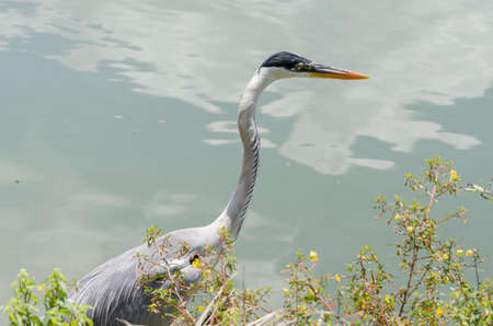 close-up of a gray heron chasing fish in a lake in brazilの写真素材