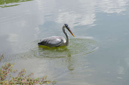 close-up of a gray heron chasing fish in a lake in brazilの写真素材