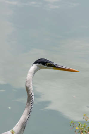 close-up of a gray heron chasing fish in a lake in brazilの写真素材