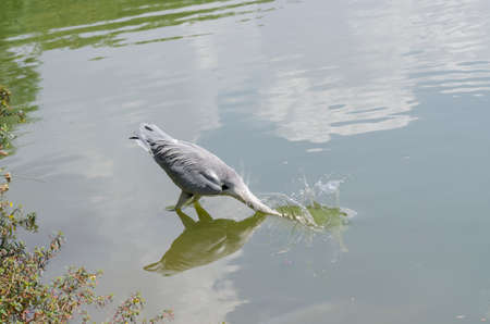 close-up of a gray heron chasing fish in a lake in brazilの写真素材