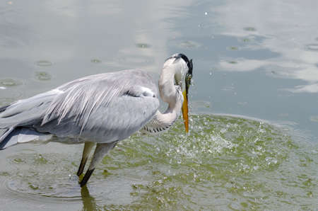 close-up of a gray heron chasing fish in a lake in brazilの写真素材