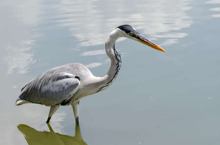 close-up of a gray heron chasing fish in a lake in brazilの写真素材