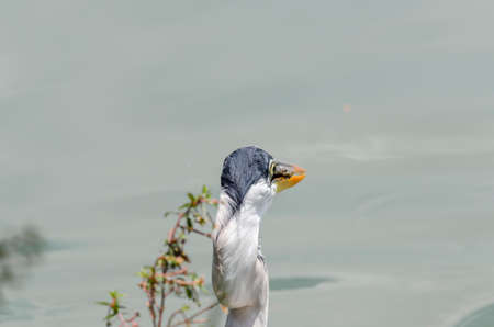 close-up of a gray heron chasing fish in a lake in brazilの写真素材