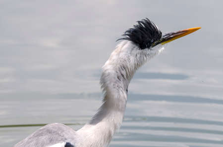 close-up of a gray heron chasing fish in a lake in brazilの写真素材