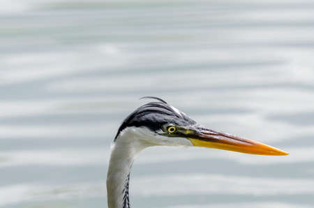 close-up of a gray heron chasing fish in a lake in brazilの写真素材