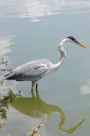 close-up of a gray heron chasing fish in a lake in brazilの写真素材