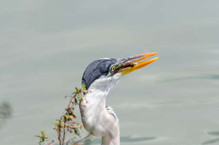 close-up of a gray heron chasing fish in a lake in brazilの写真素材