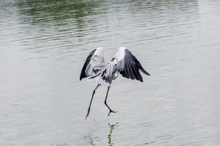 close-up of a gray heron chasing fish in a lake in brazilの写真素材