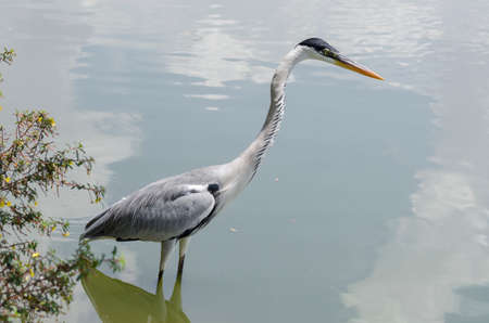 close-up of a gray heron chasing fish in a lake in brazilの写真素材
